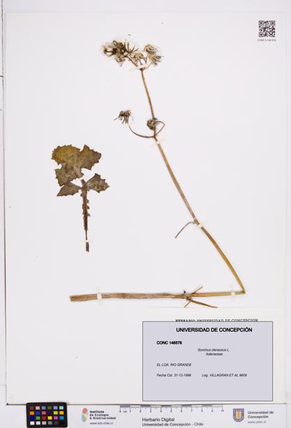 Sonchus oleraceus [Espécimen: ]