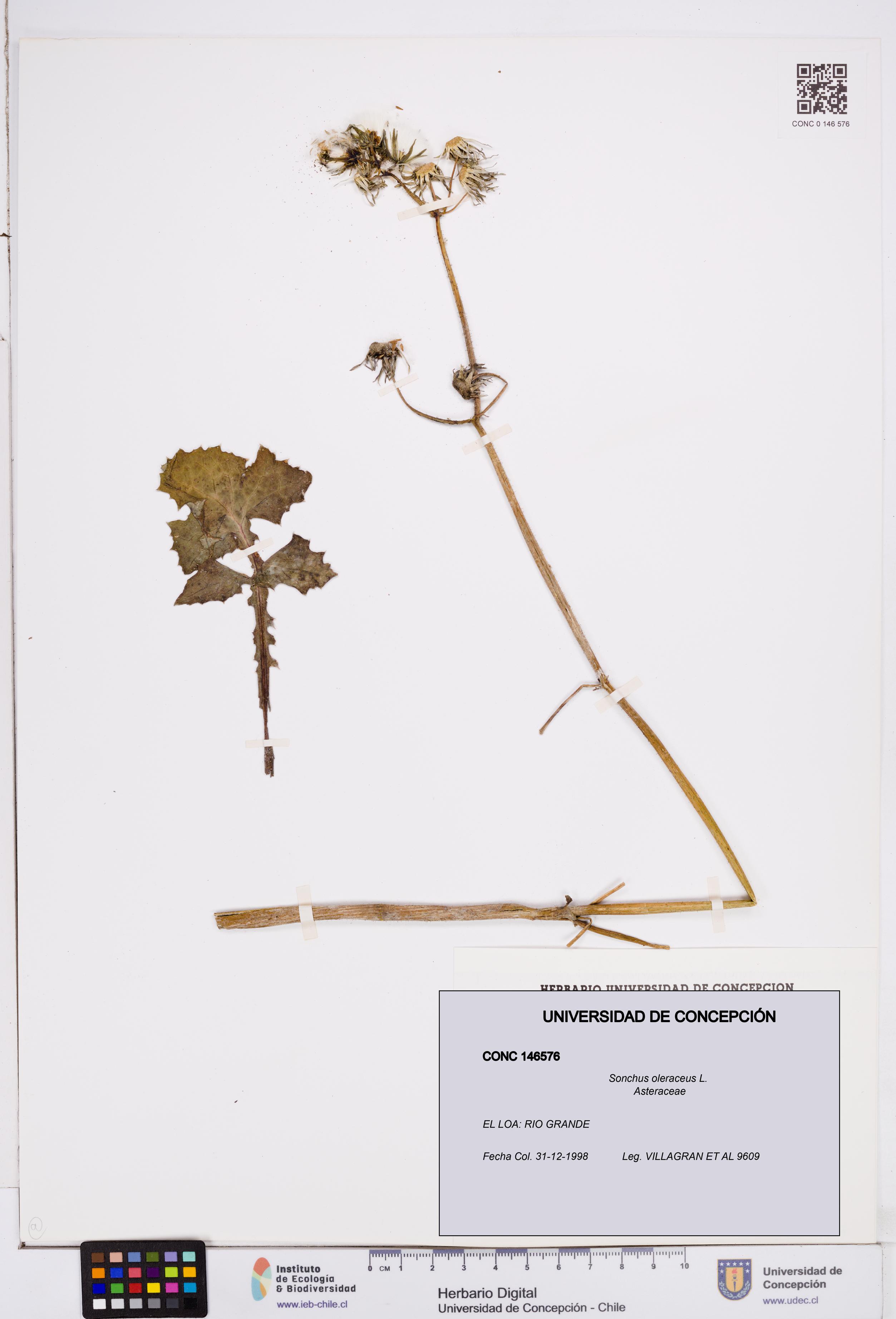 Sonchus oleraceus [Espécimen: ]