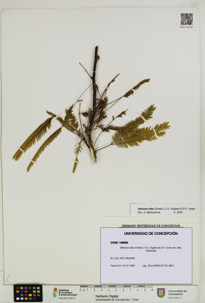 Neltuma alba var. alba [Espécimen: UDEC:CONC:0146594]