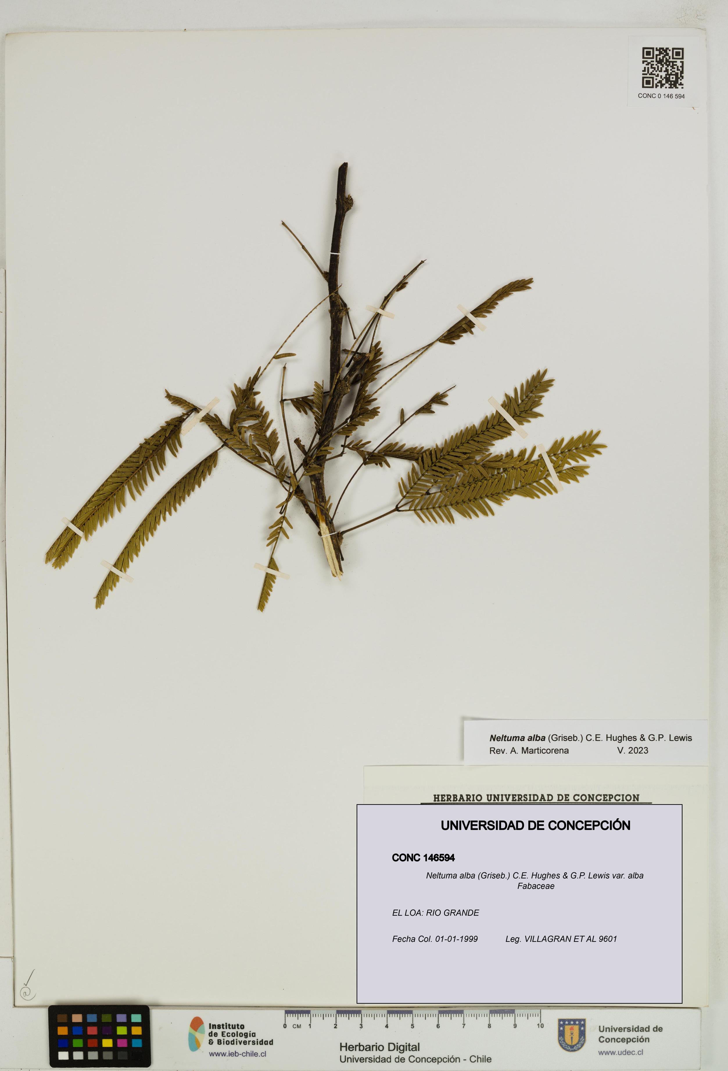 Neltuma alba var. alba [Espécimen: UDEC:CONC:0146594]