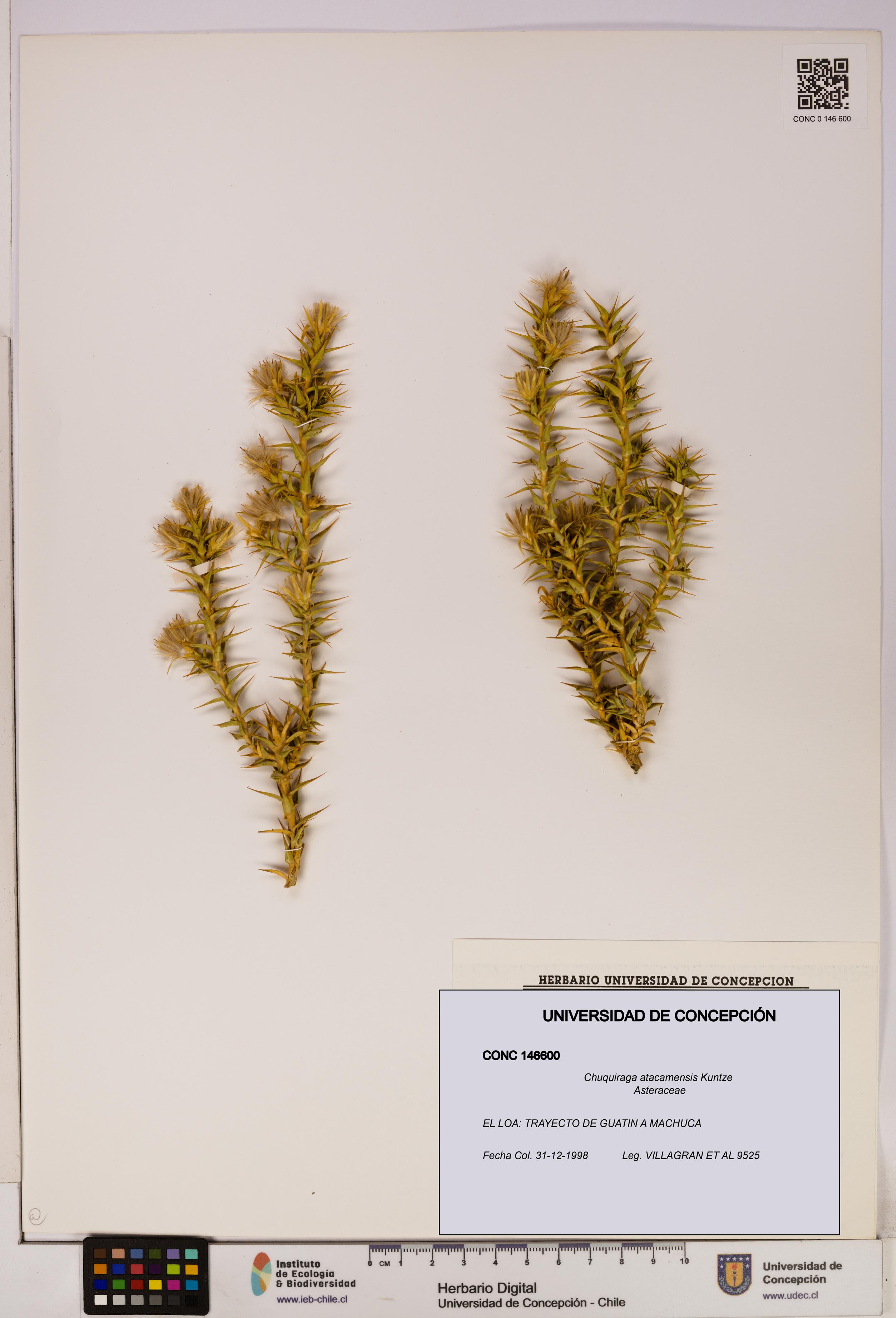 Chuquiraga atacamensis [Espécimen: UDEC:CONC:0146600]