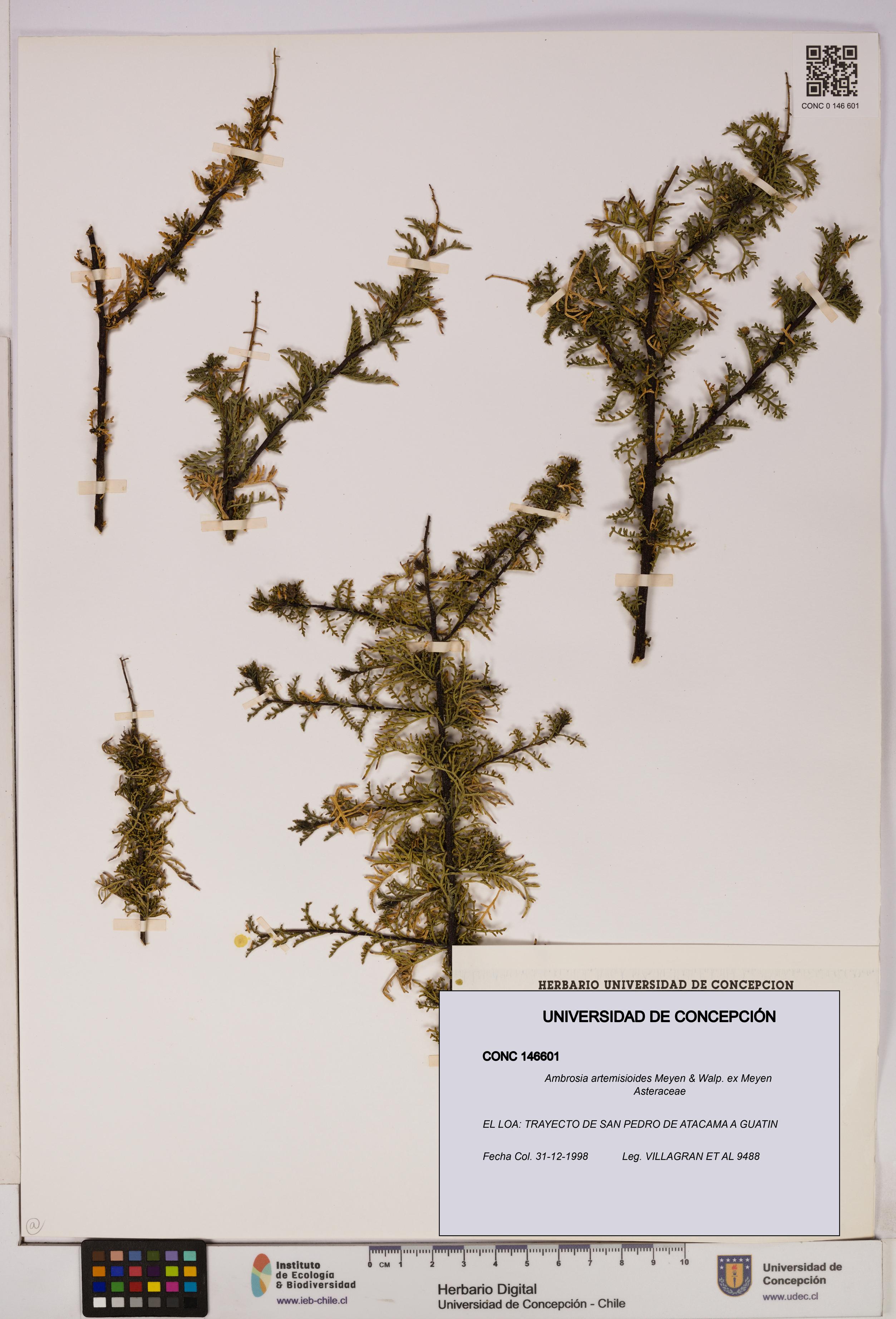 Ambrosia artemisioides [Espécimen: UDEC:CONC:0146601]