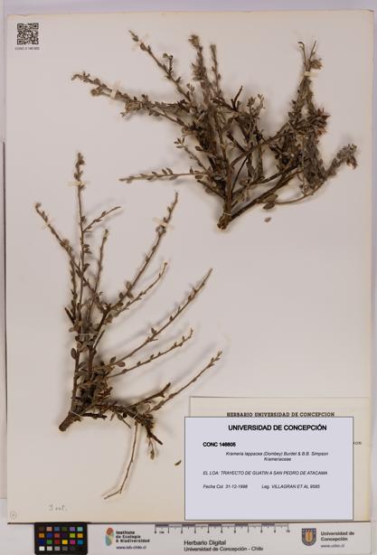 Krameria lappacea [Espécimen: UDEC:CONC:0146605]