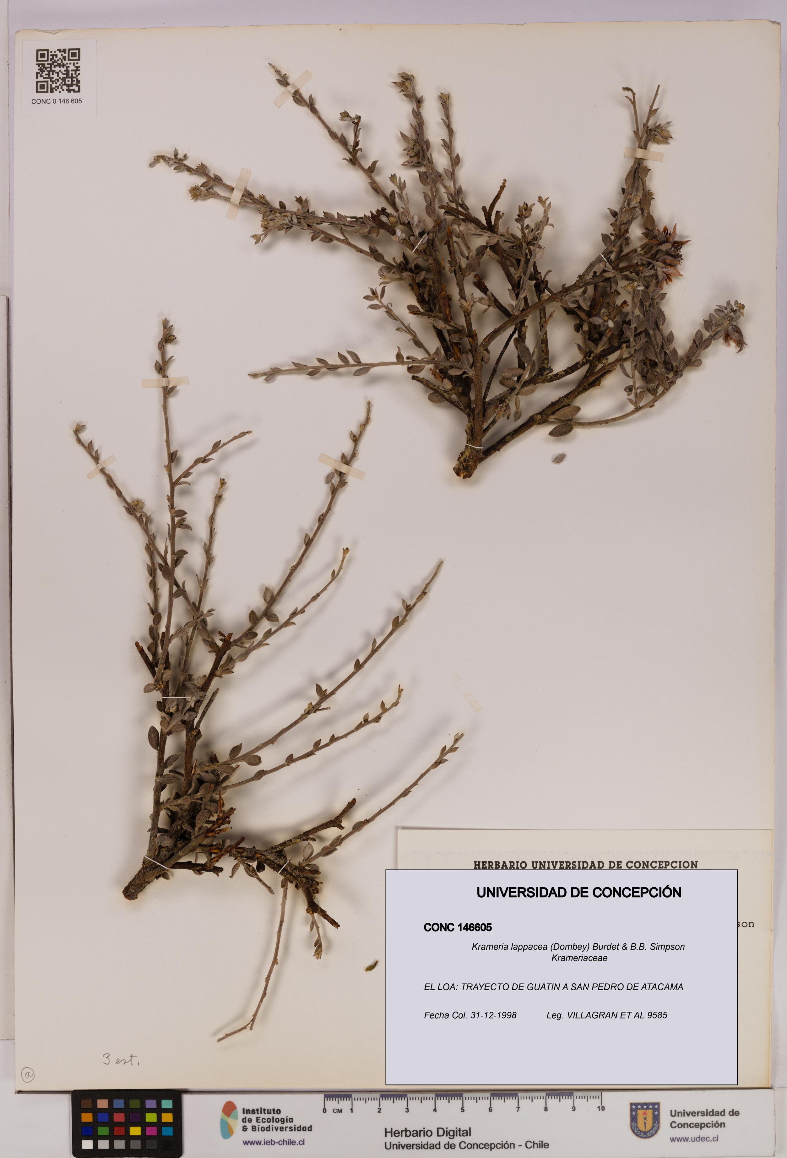 Krameria lappacea [Espécimen: UDEC:CONC:0146605]