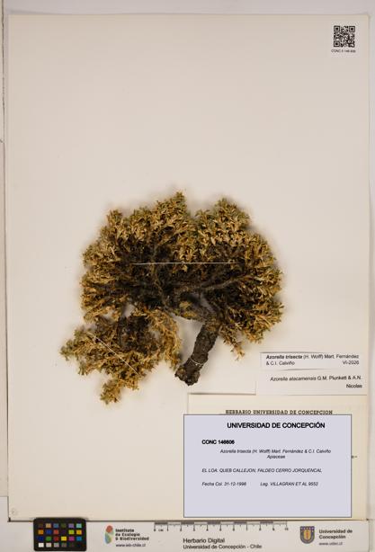 Azorella trisecta [Espécimen: ]