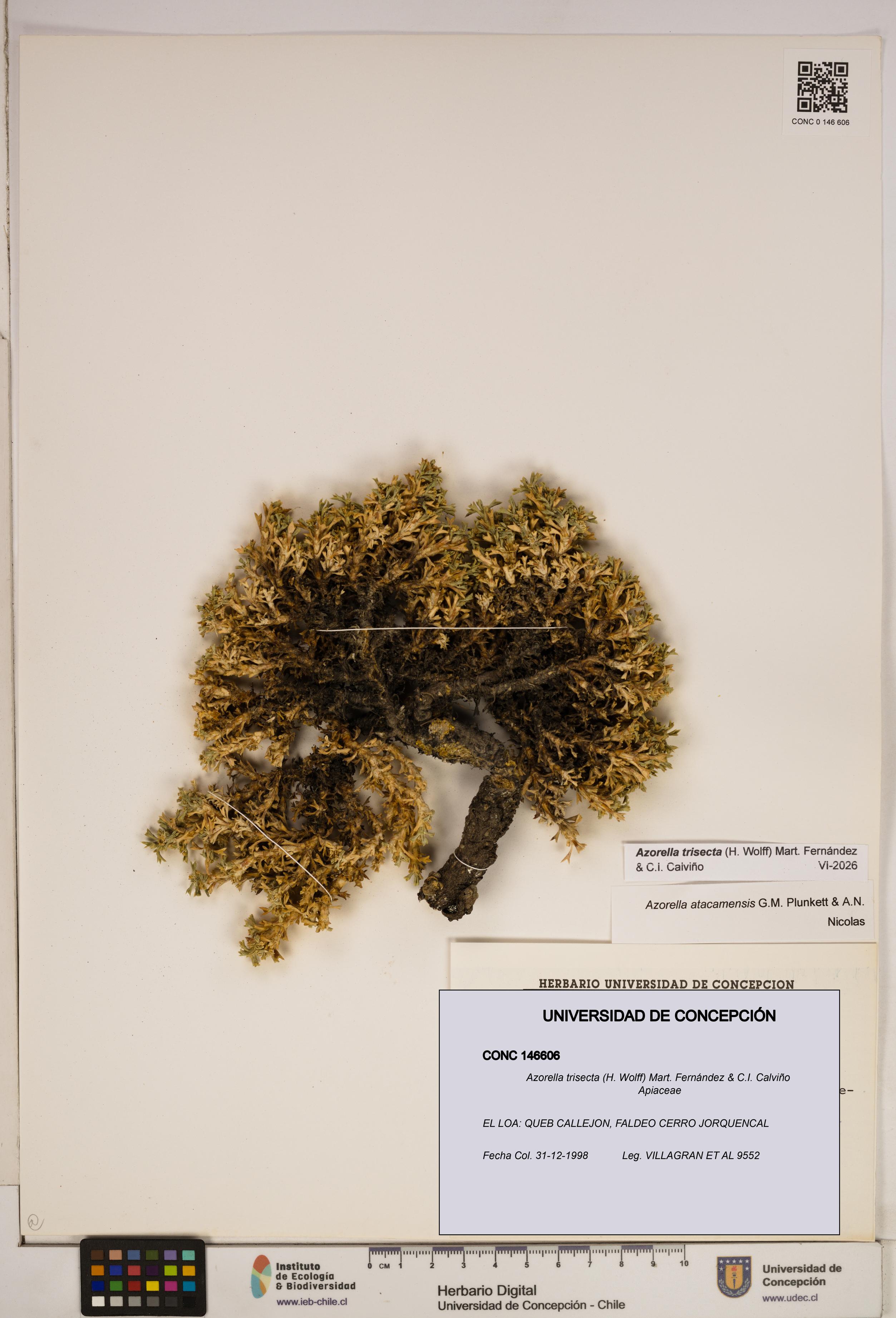 Azorella trisecta [Espécimen: ]