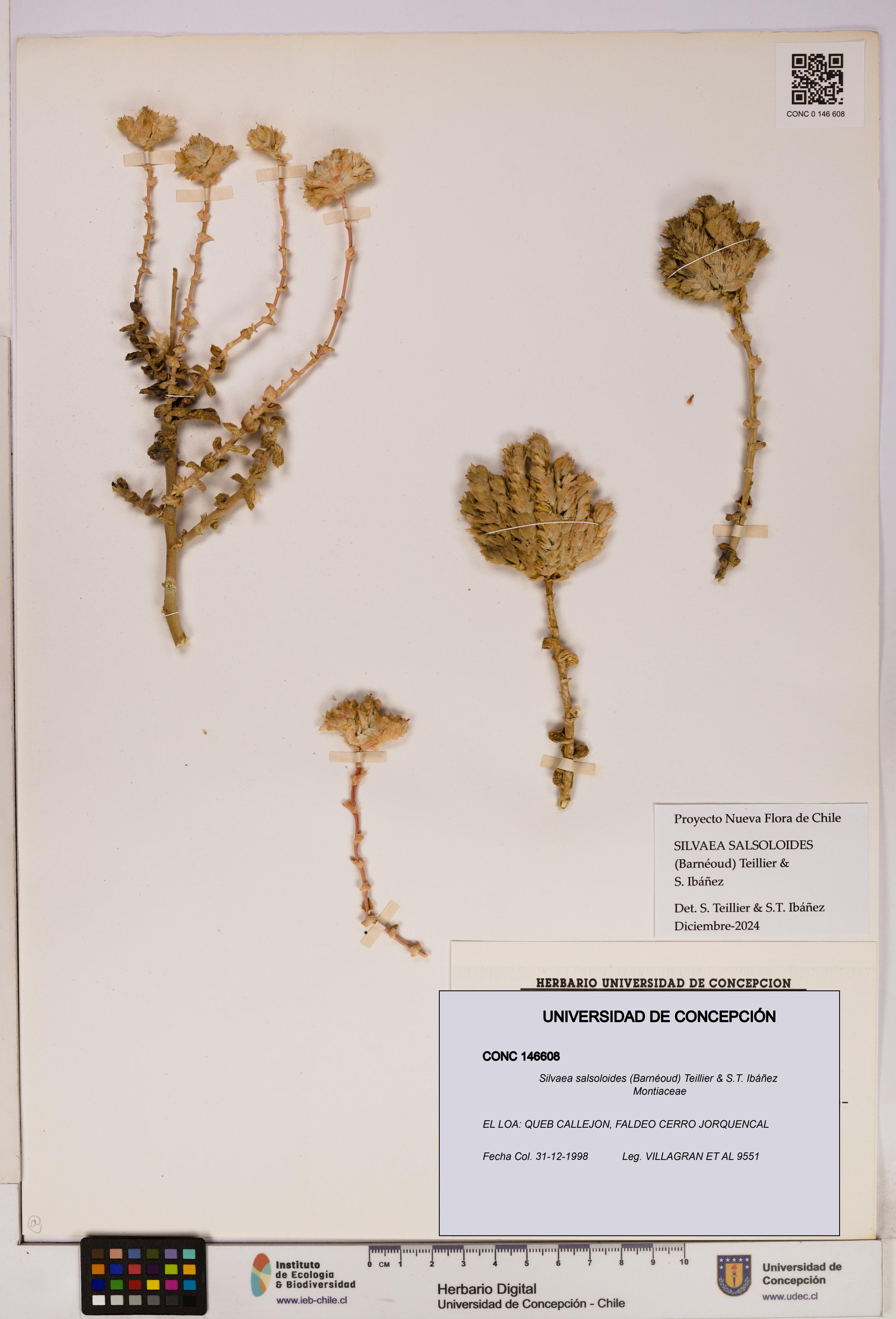 Silvaea salsoloides [Espécimen: UDEC:CONC:0146608]