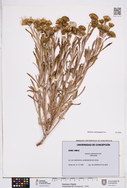 Senecio volckmannii [Espécimen: ]
