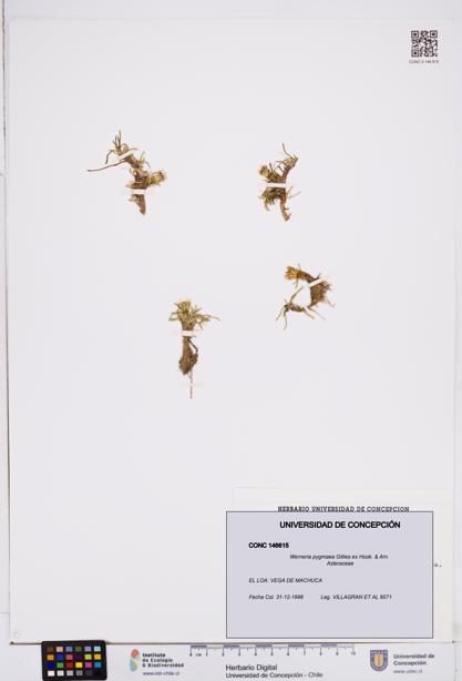 Werneria pygmaea [Espécimen: ]