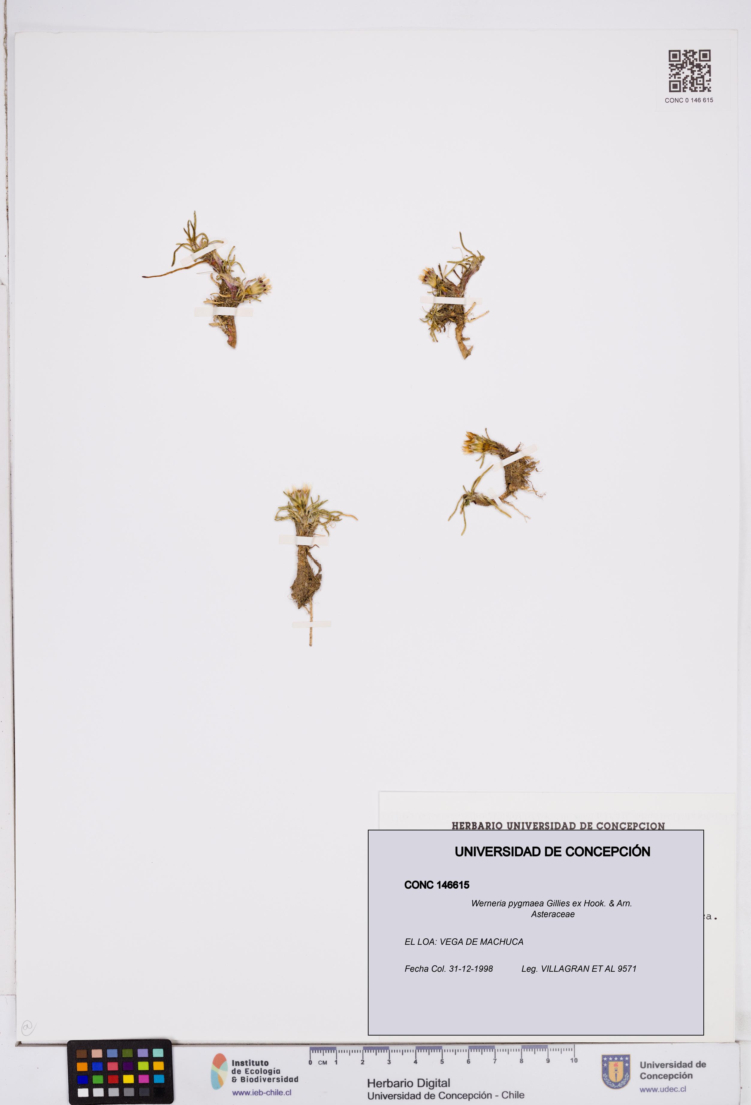 Werneria pygmaea [Espécimen: ]
