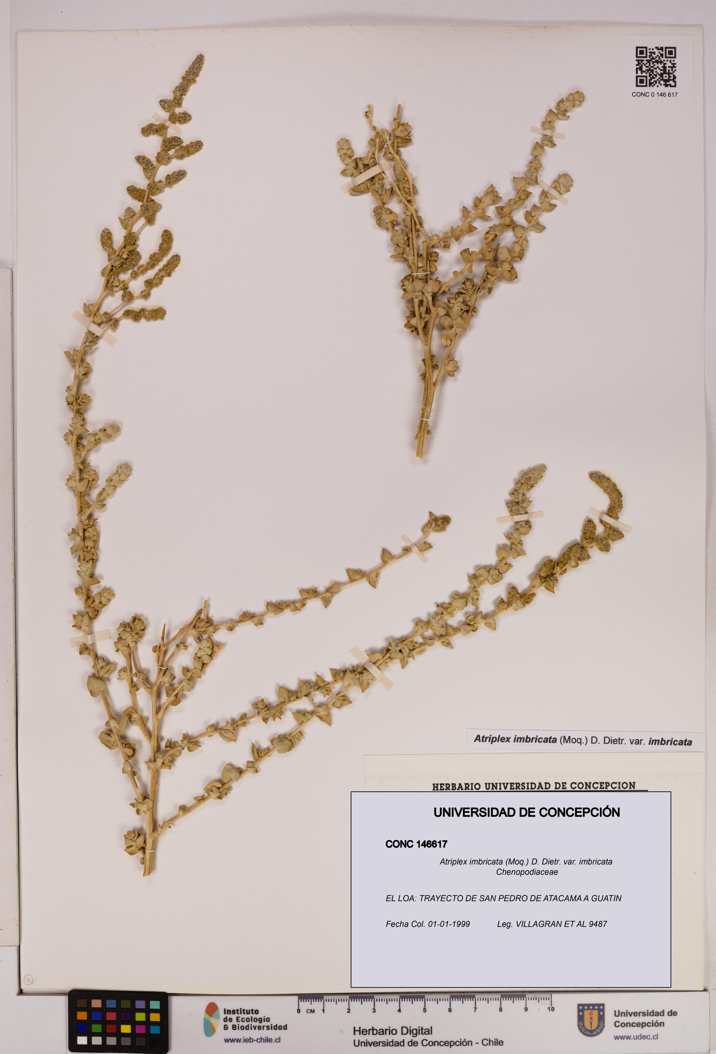 Atriplex imbricata [Espécimen: UDEC:CONC:0146617]