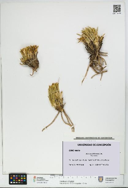 Werneria glaberrima [Espécimen: UDEC:CONC:0146619]