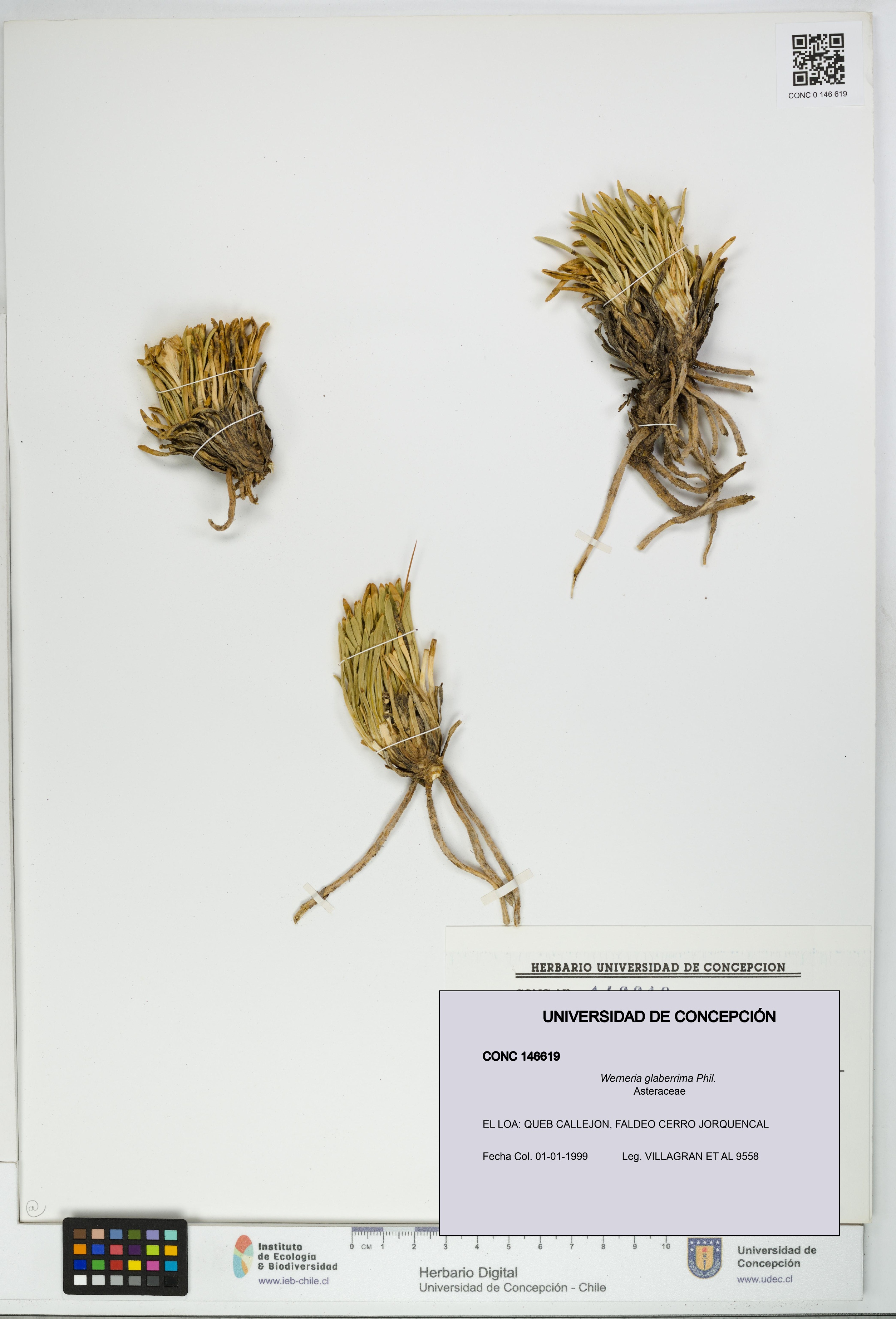 Werneria glaberrima [Espécimen: UDEC:CONC:0146619]