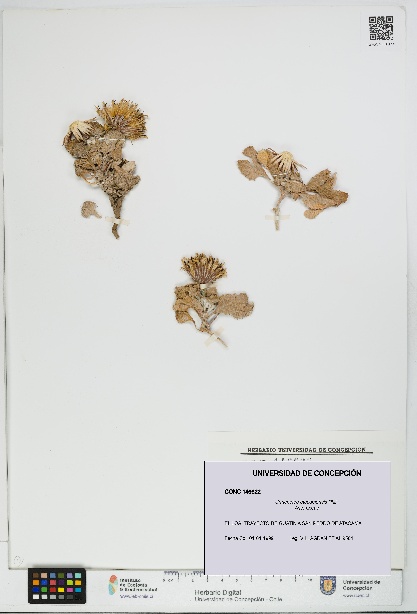 Urmenetea atacamensis [Espécimen: UDEC:CONC:0146622]