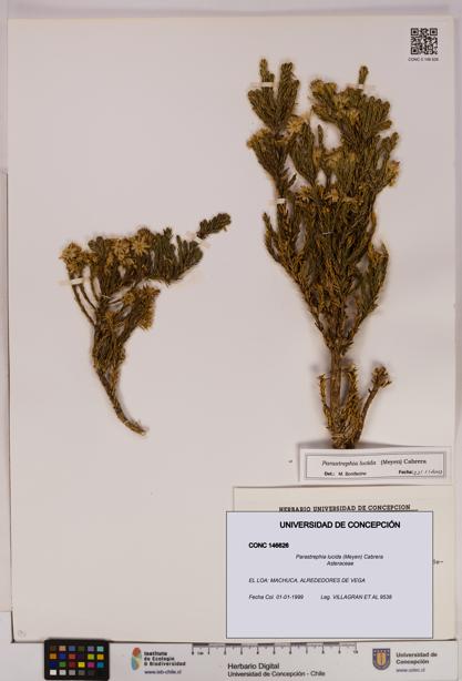Parastrephia lucida [Espécimen: UDEC:CONC:0146626]