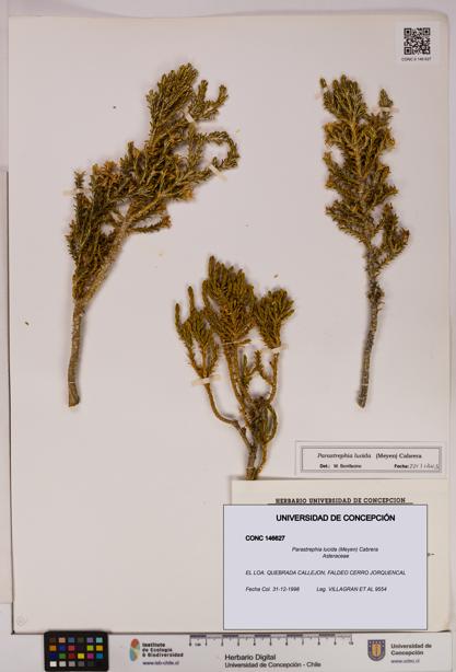 Parastrephia lucida [Espécimen: UDEC:CONC:0146627]