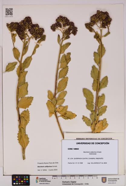 Baccharis calliprinos [Espécimen: UDEC:CONC:0146643]