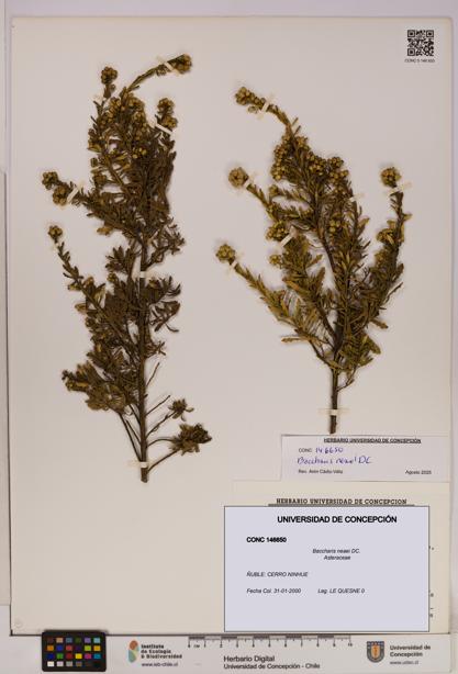 Baccharis neaei [Espécimen: UDEC:CONC:0146650]