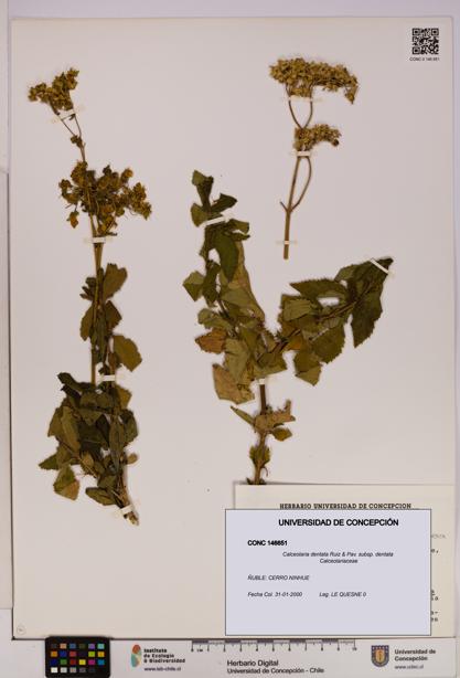 Calceolaria dentata subsp. dentata [Espécimen: UDEC:CONC:0146651]