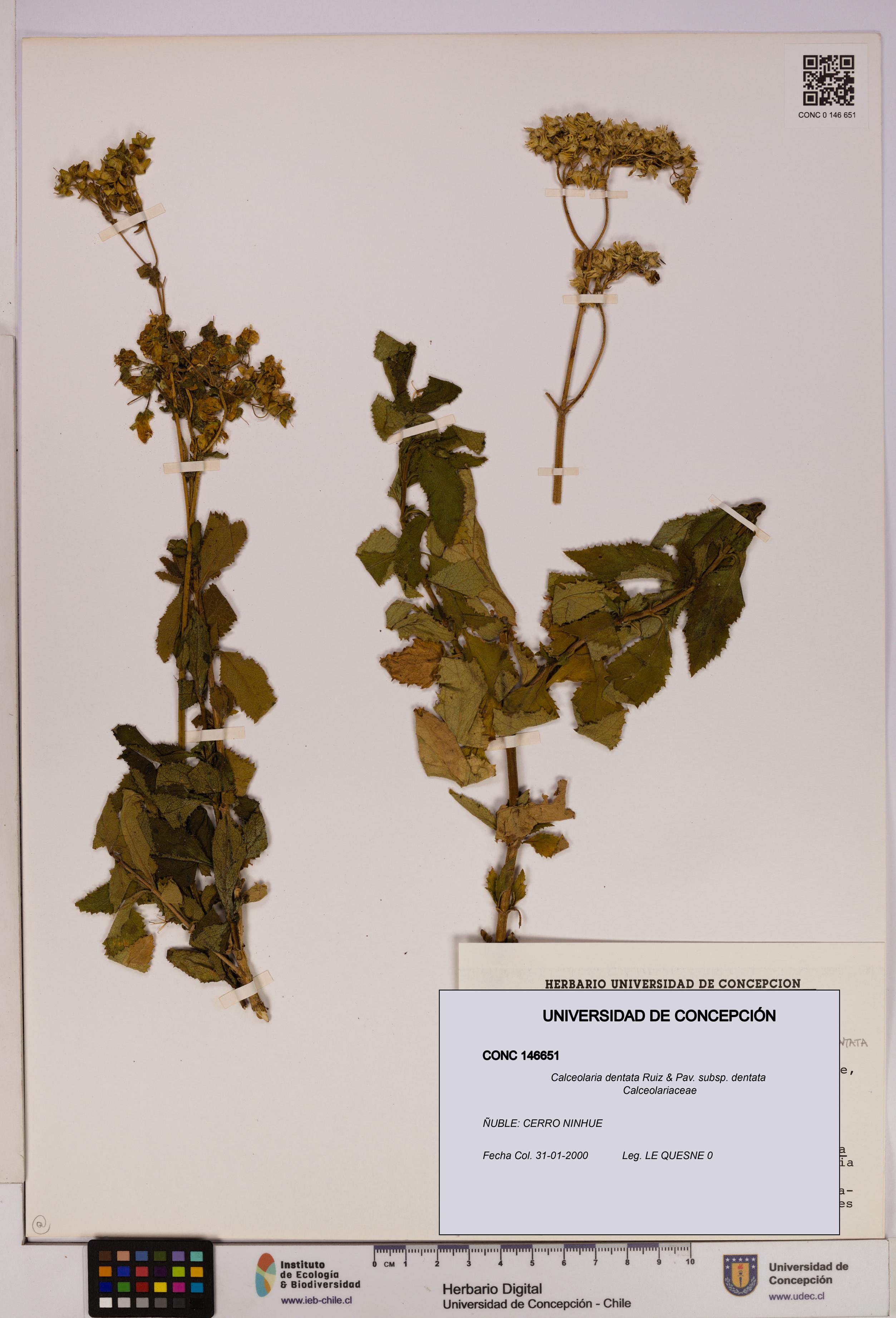 Calceolaria dentata subsp. dentata [Espécimen: UDEC:CONC:0146651]