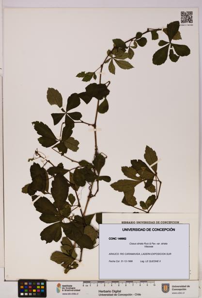 Cissus striata var. striata [Espécimen: UDEC:CONC:0146662]