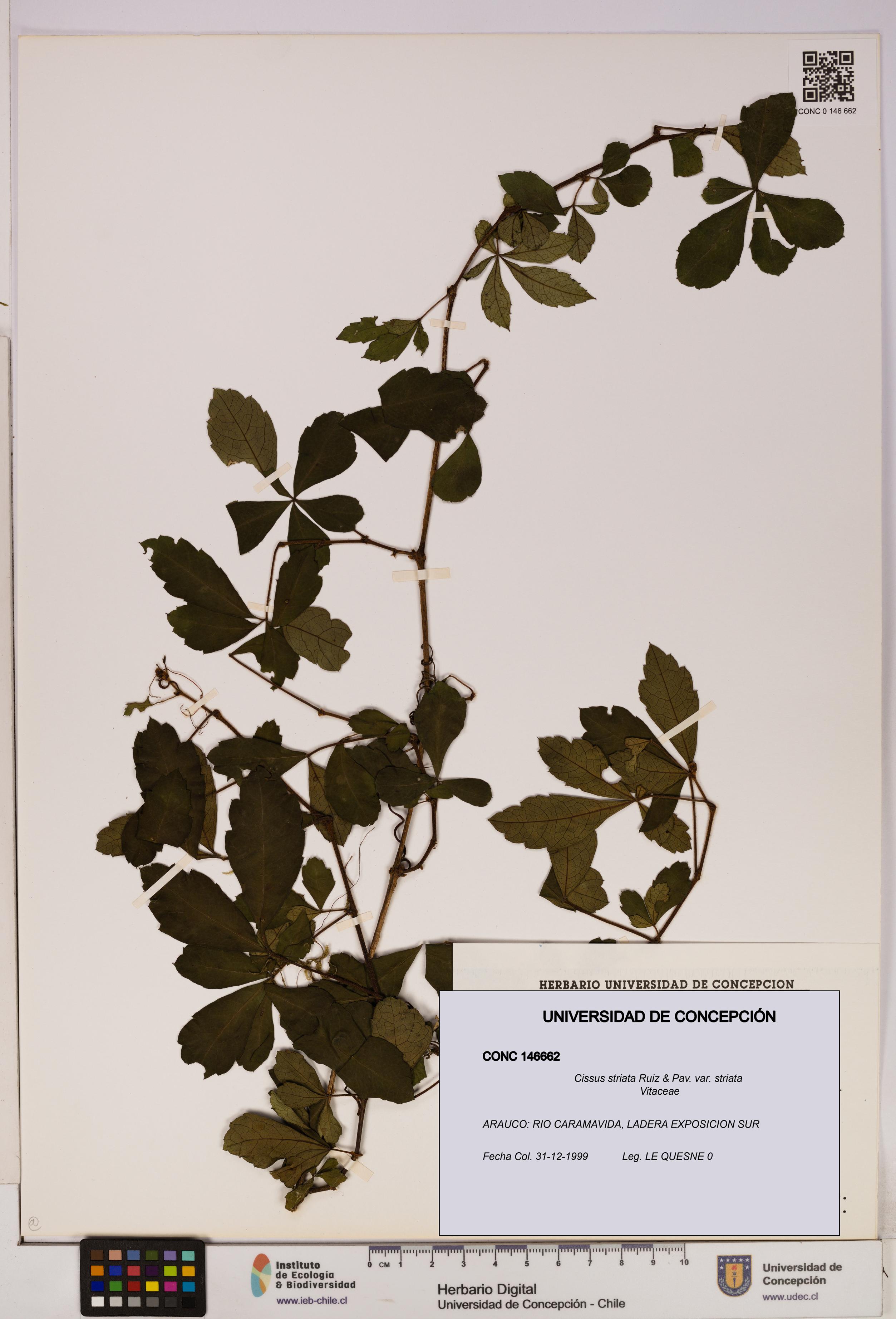 Cissus striata var. striata [Espécimen: UDEC:CONC:0146662]