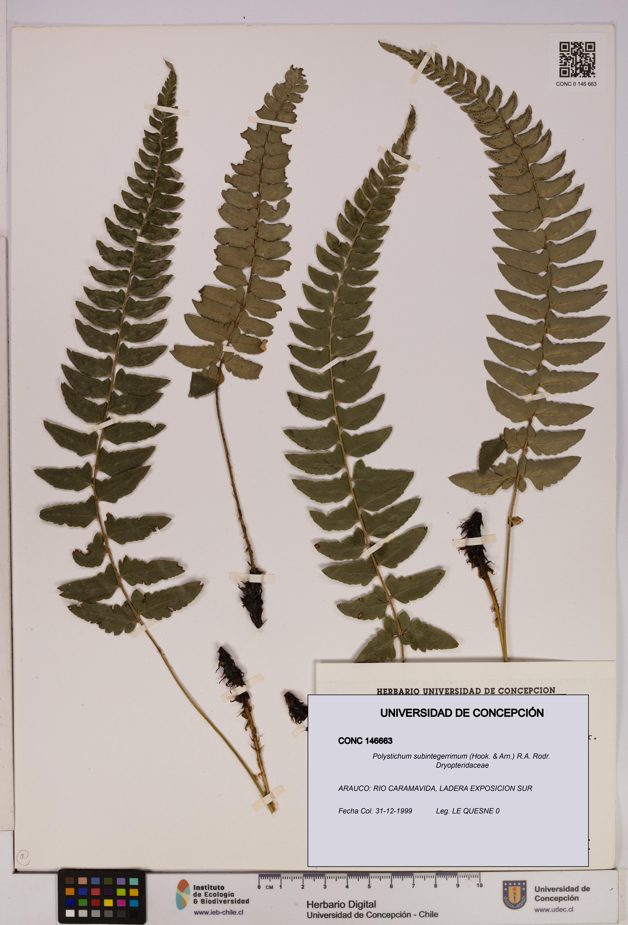 Polystichum subintegerrimum [Espécimen: UDEC:CONC:0146663]