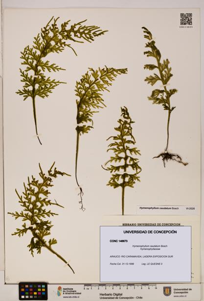 Hymenophyllum caudatum [Espécimen: UDEC:CONC:0146673]