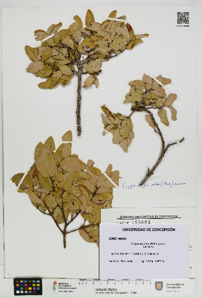 Cryptocarya alba [Espécimen: UDEC:CONC:0146693]