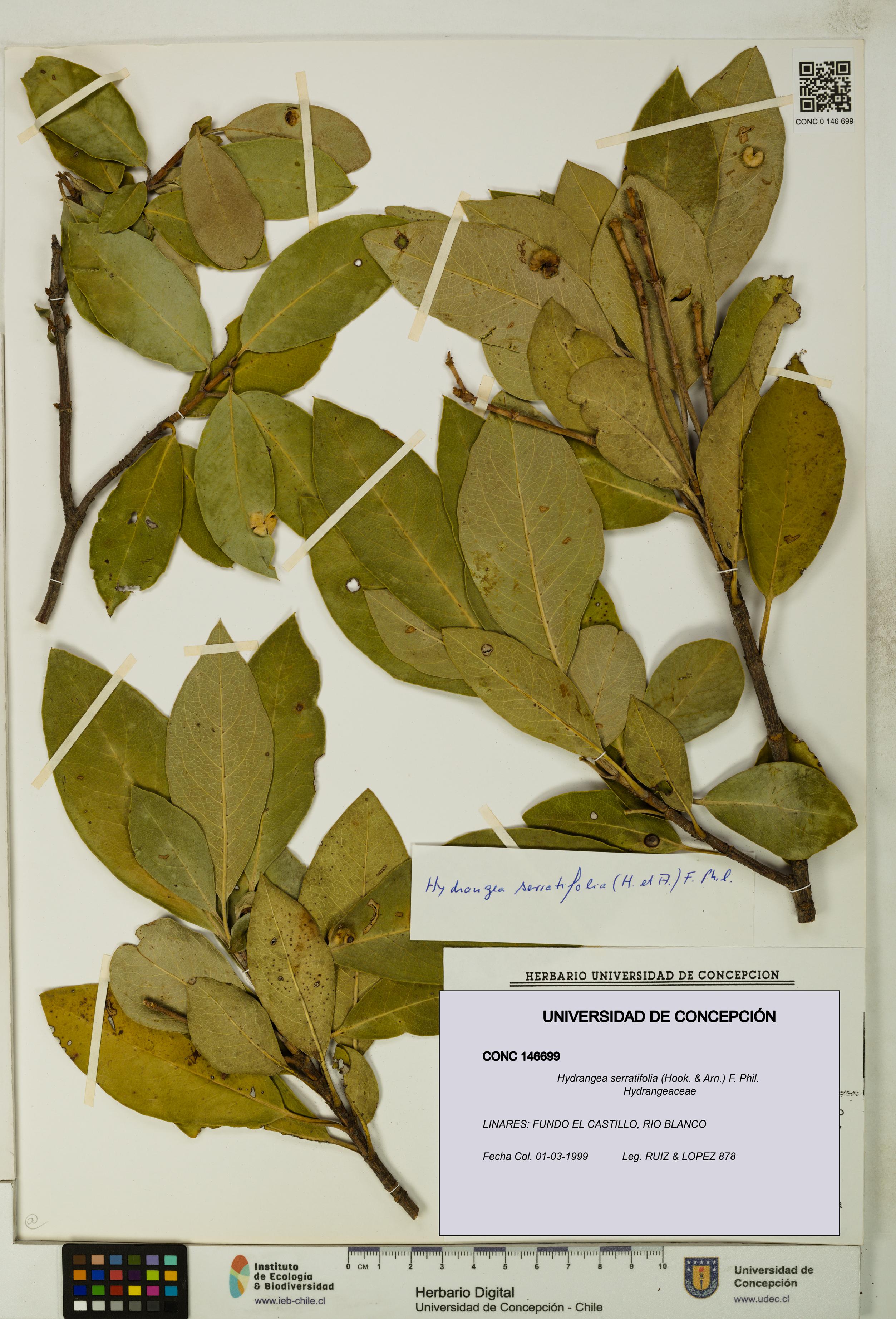 Hydrangea serratifolia [Espécimen: UDEC:CONC:0146699]