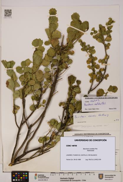 Baccharis ocellata [Espécimen: UDEC:CONC:0146703]