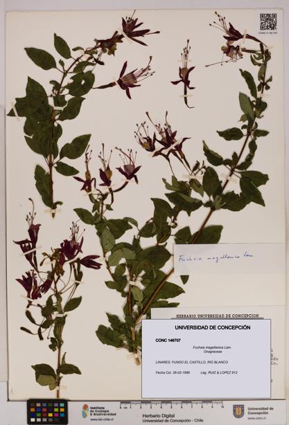 Fuchsia magellanica [Espécimen: UDEC:CONC:0146707]