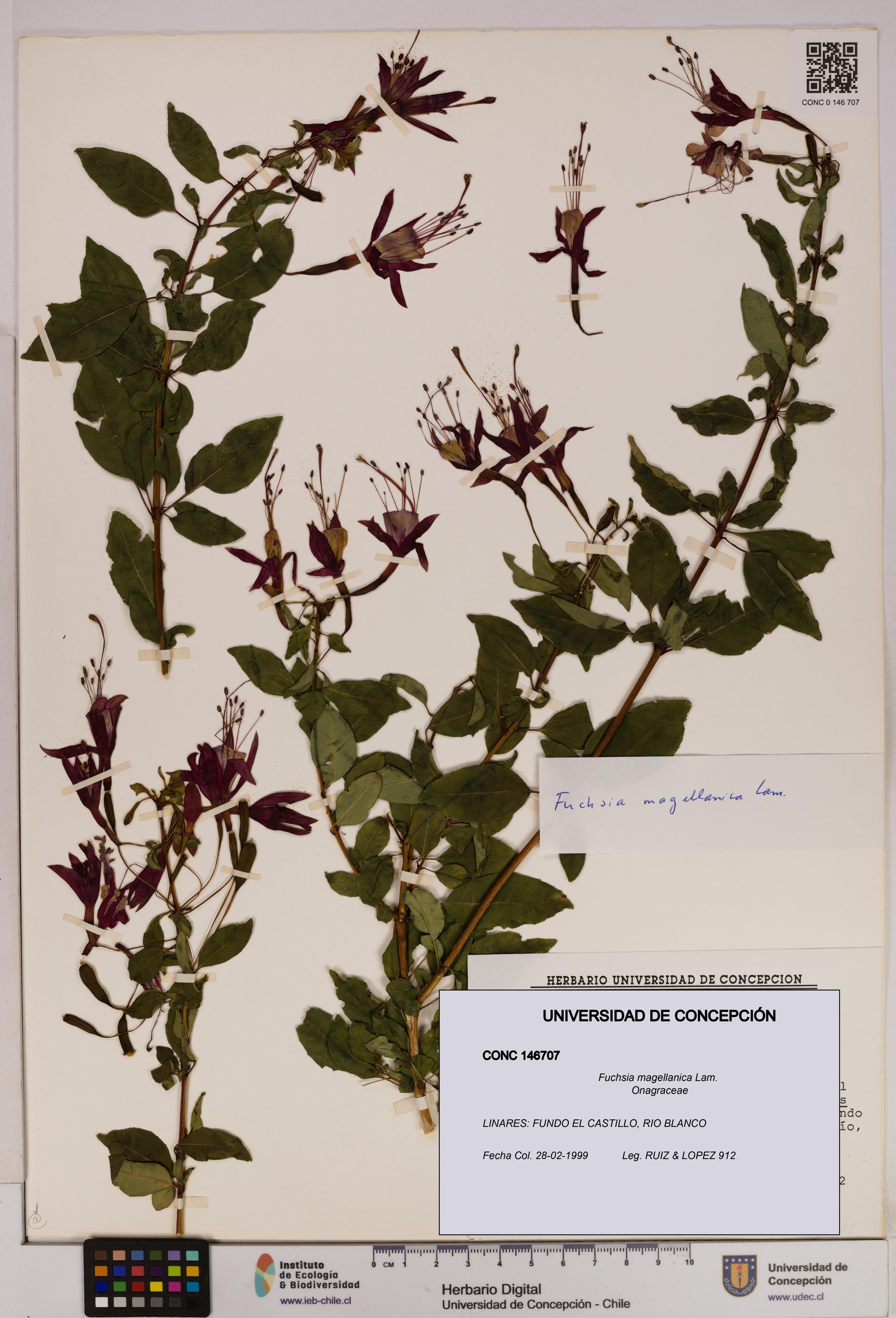 Fuchsia magellanica [Espécimen: UDEC:CONC:0146707]