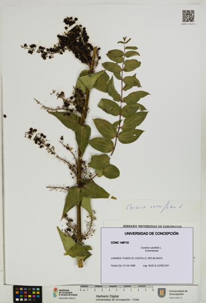 Coriaria ruscifolia [Espécimen: ]