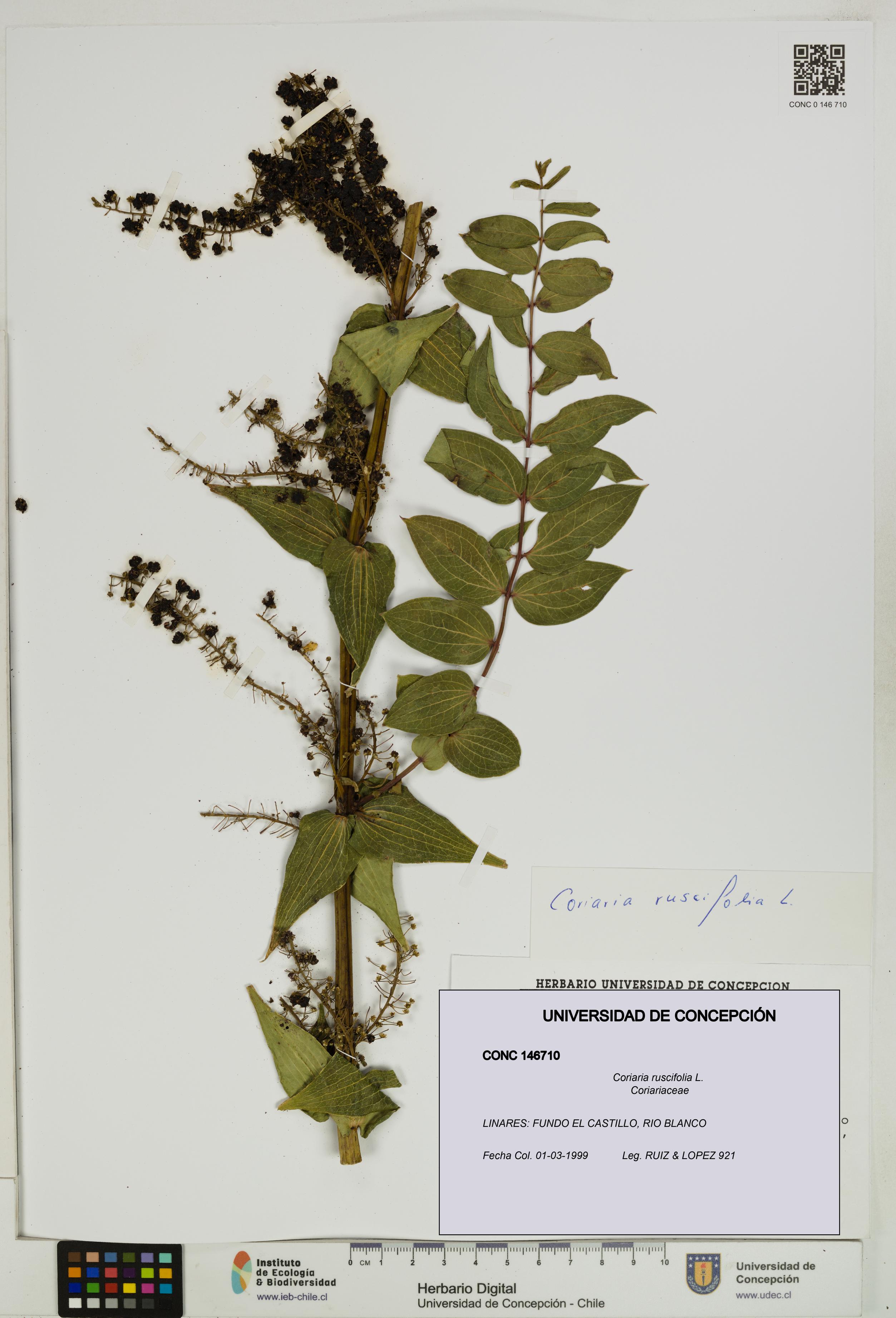 Coriaria ruscifolia [Espécimen: ]