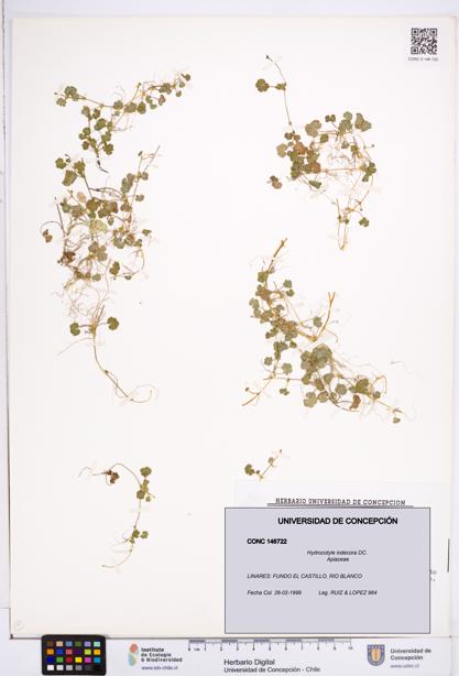 Hydrocotyle indecora [Espécimen: ]