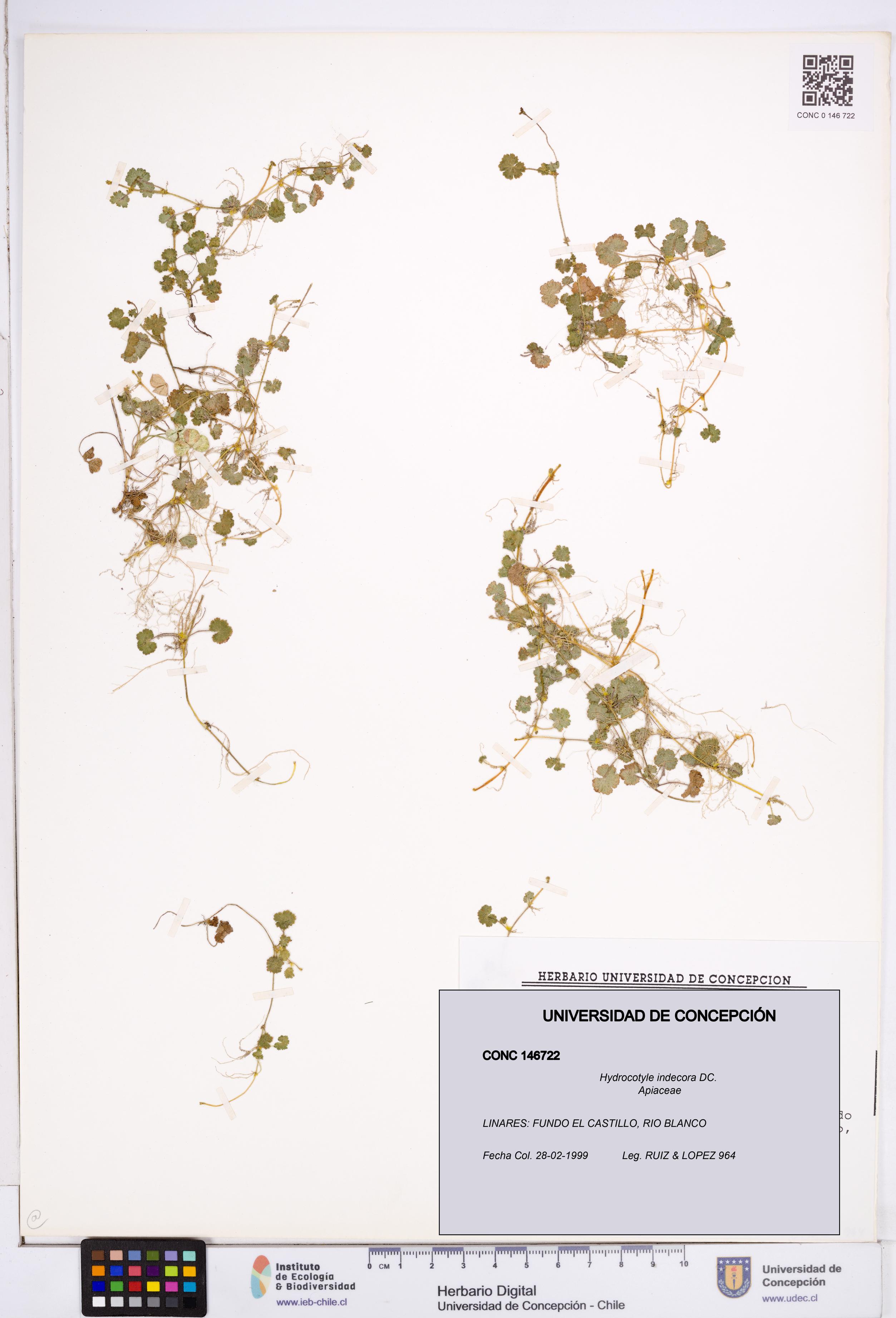 Hydrocotyle indecora [Espécimen: ]