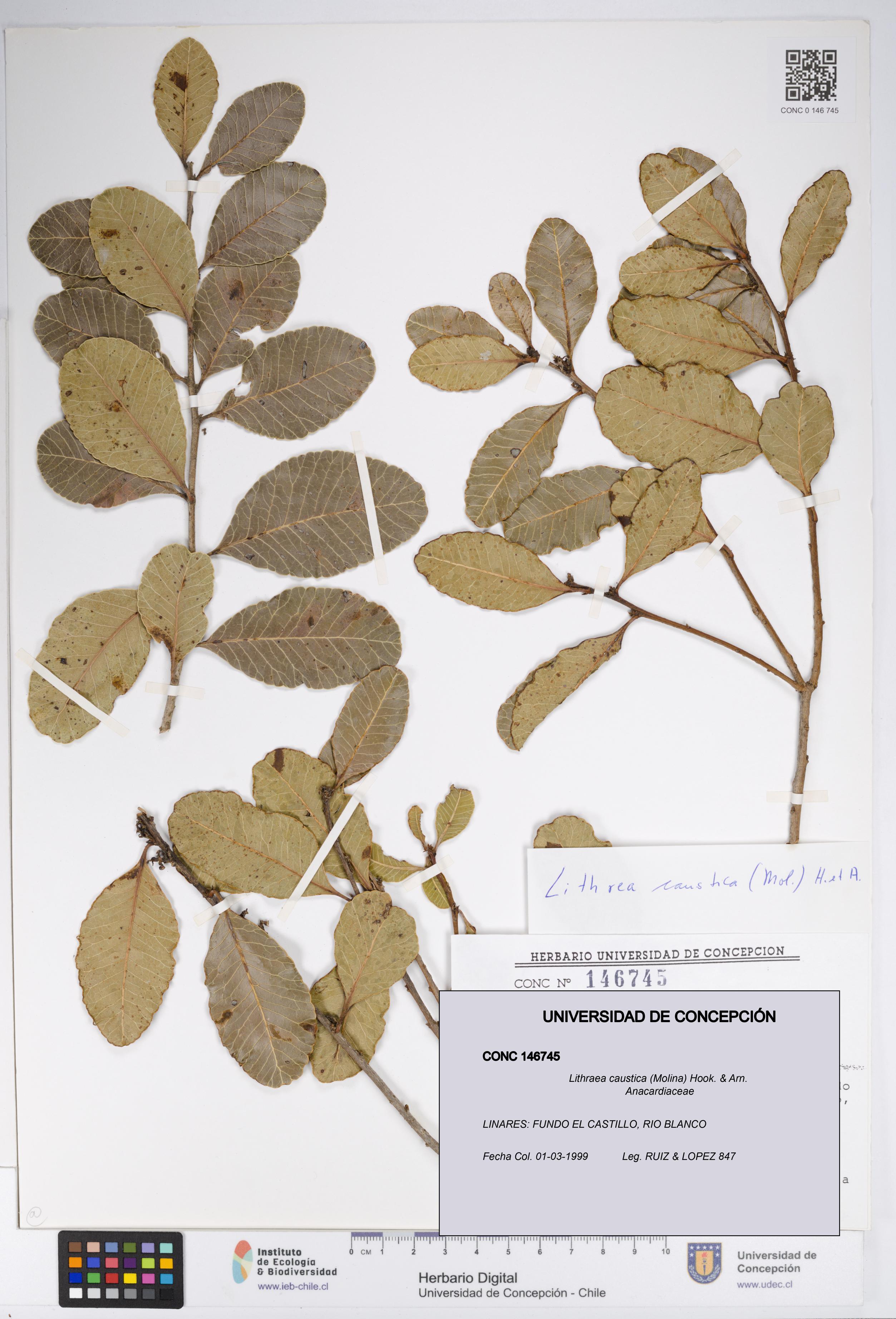 Lithraea caustica [Espécimen: UDEC:CONC:0146745]