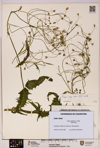 Crepis capillaris [Espécimen: UDEC:CONC:0146750]