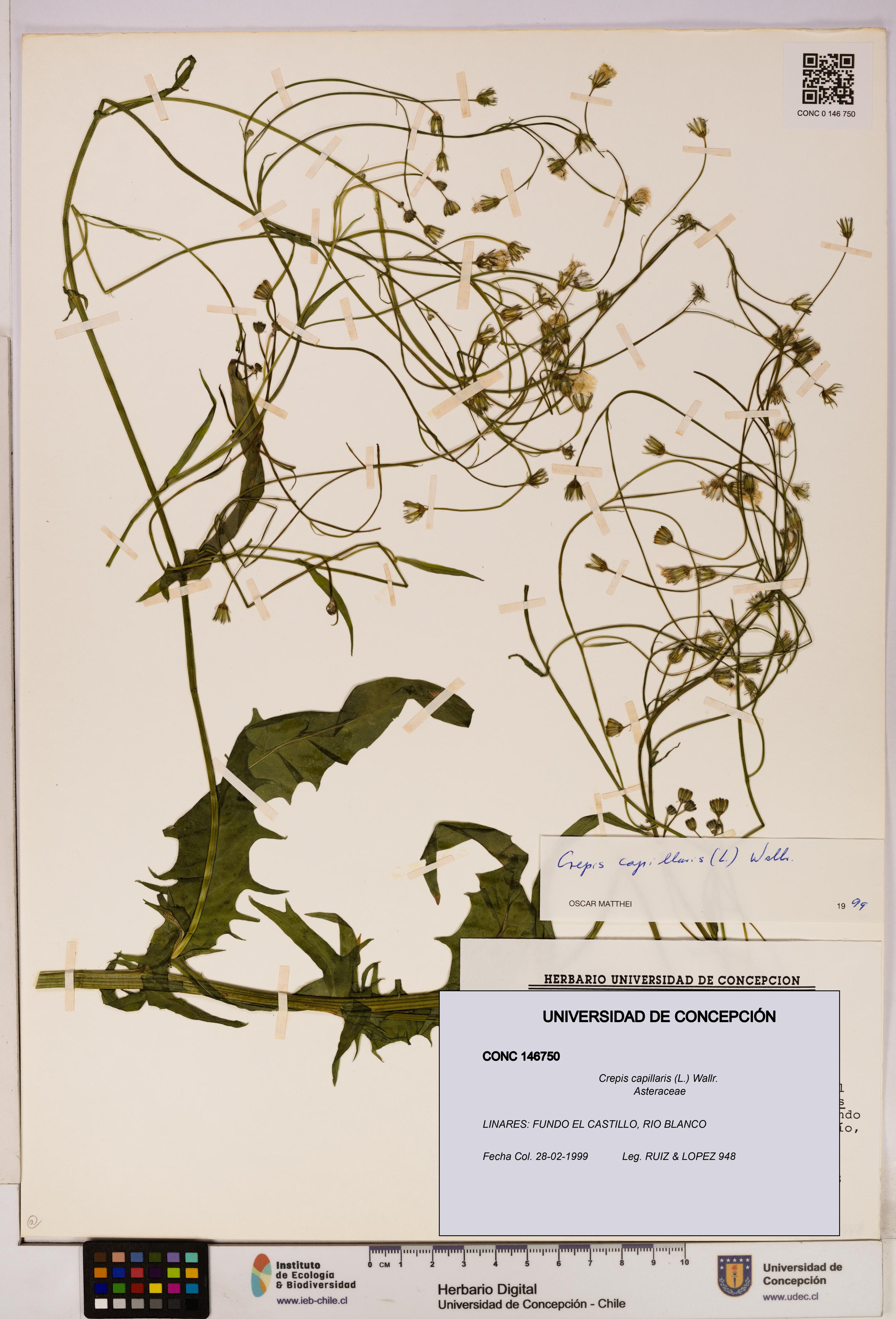 Crepis capillaris [Espécimen: UDEC:CONC:0146750]