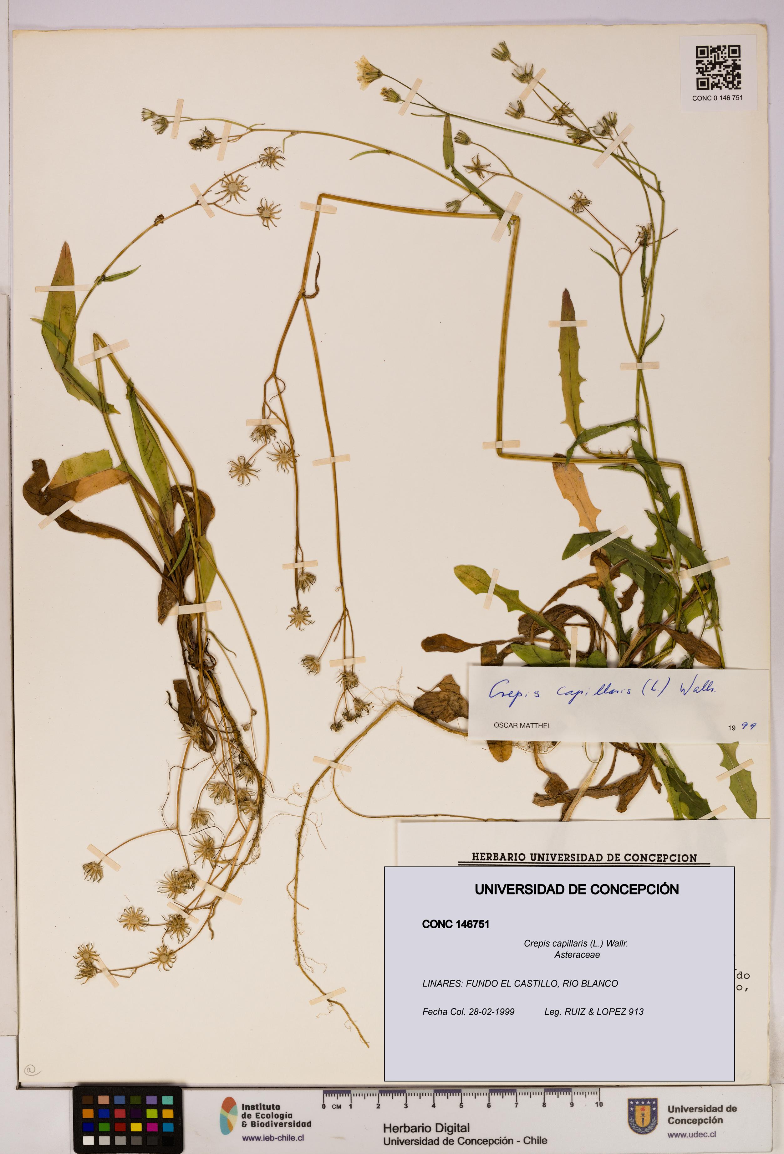 Crepis capillaris [Espécimen: UDEC:CONC:0146751]
