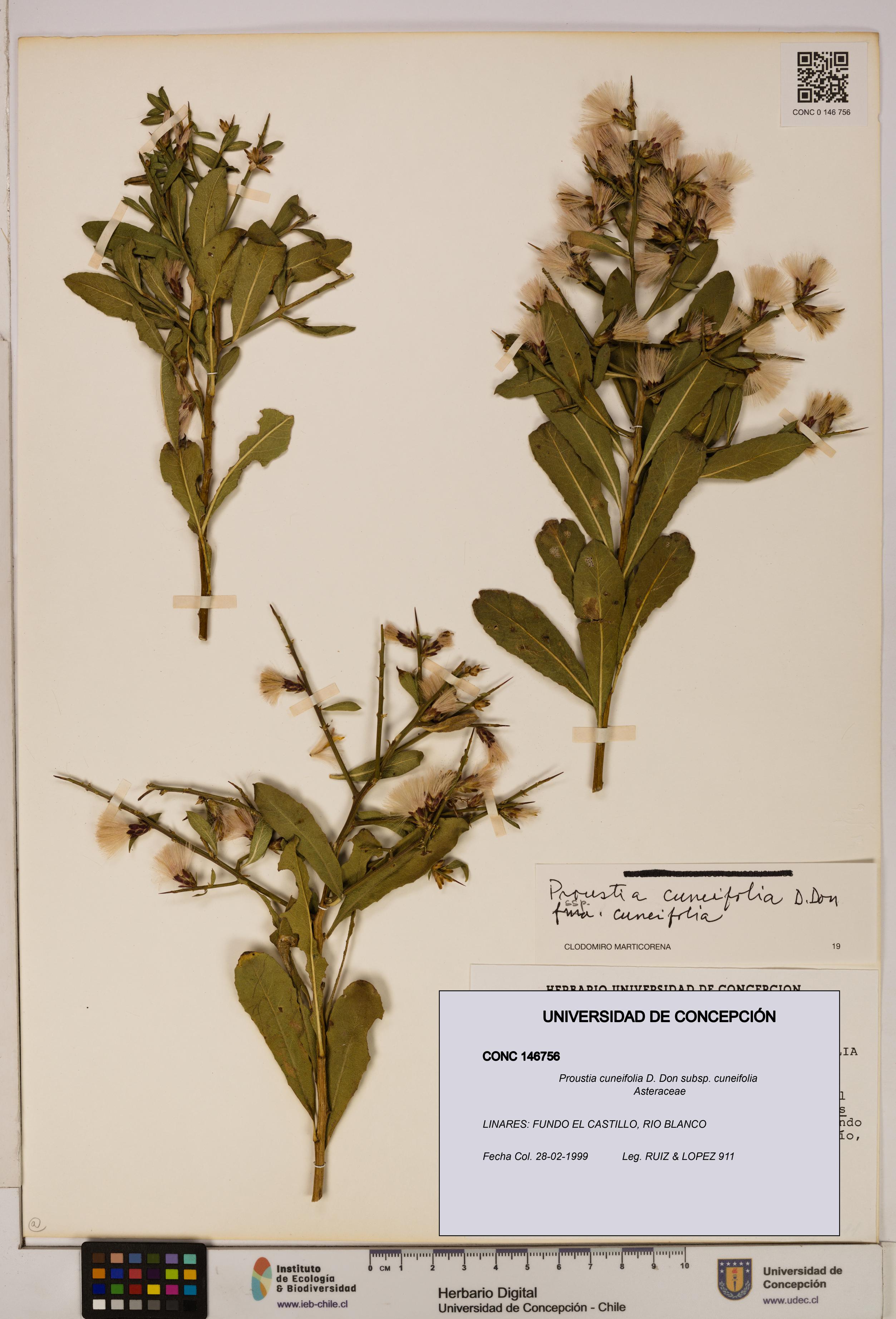 Proustia cuneifolia subsp. cuneifolia [Espécimen: UDEC:CONC:0146756]