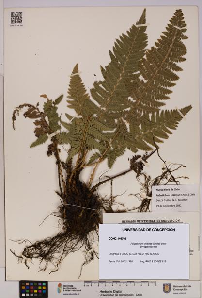 Polystichum chilense [Espécimen: UDEC:CONC:0146769]