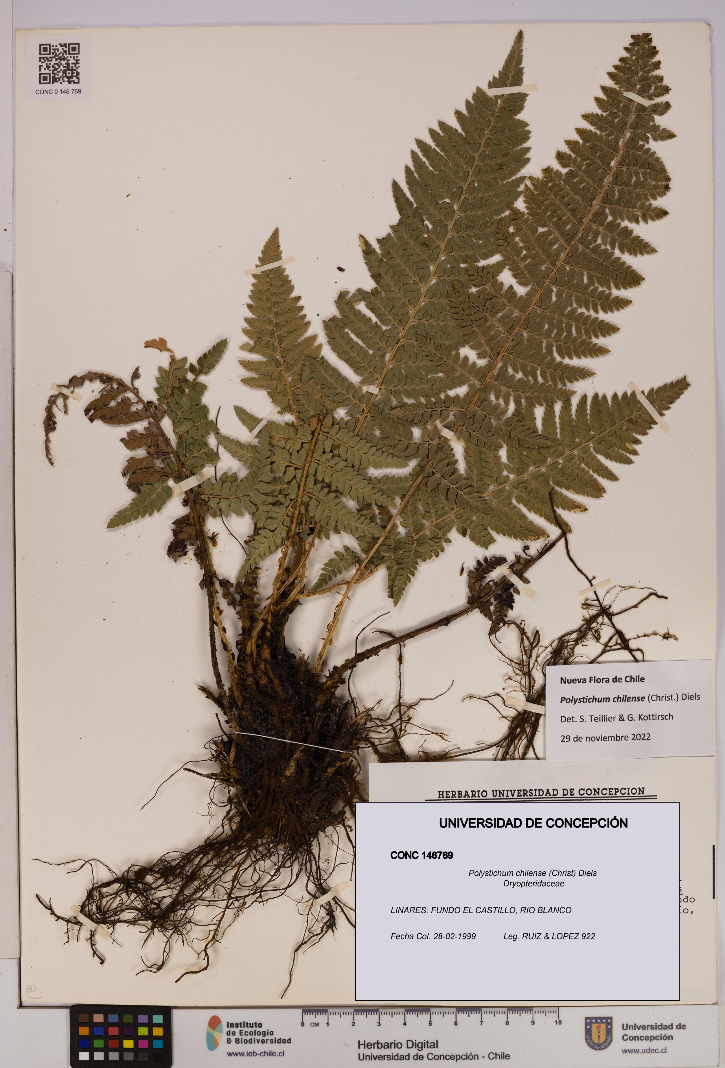 Polystichum chilense [Espécimen: UDEC:CONC:0146769]