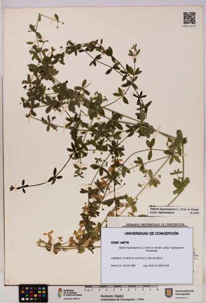 Galium hypocarpium subsp. hypocarpium [Espécimen: UDEC:CONC:0146778]
