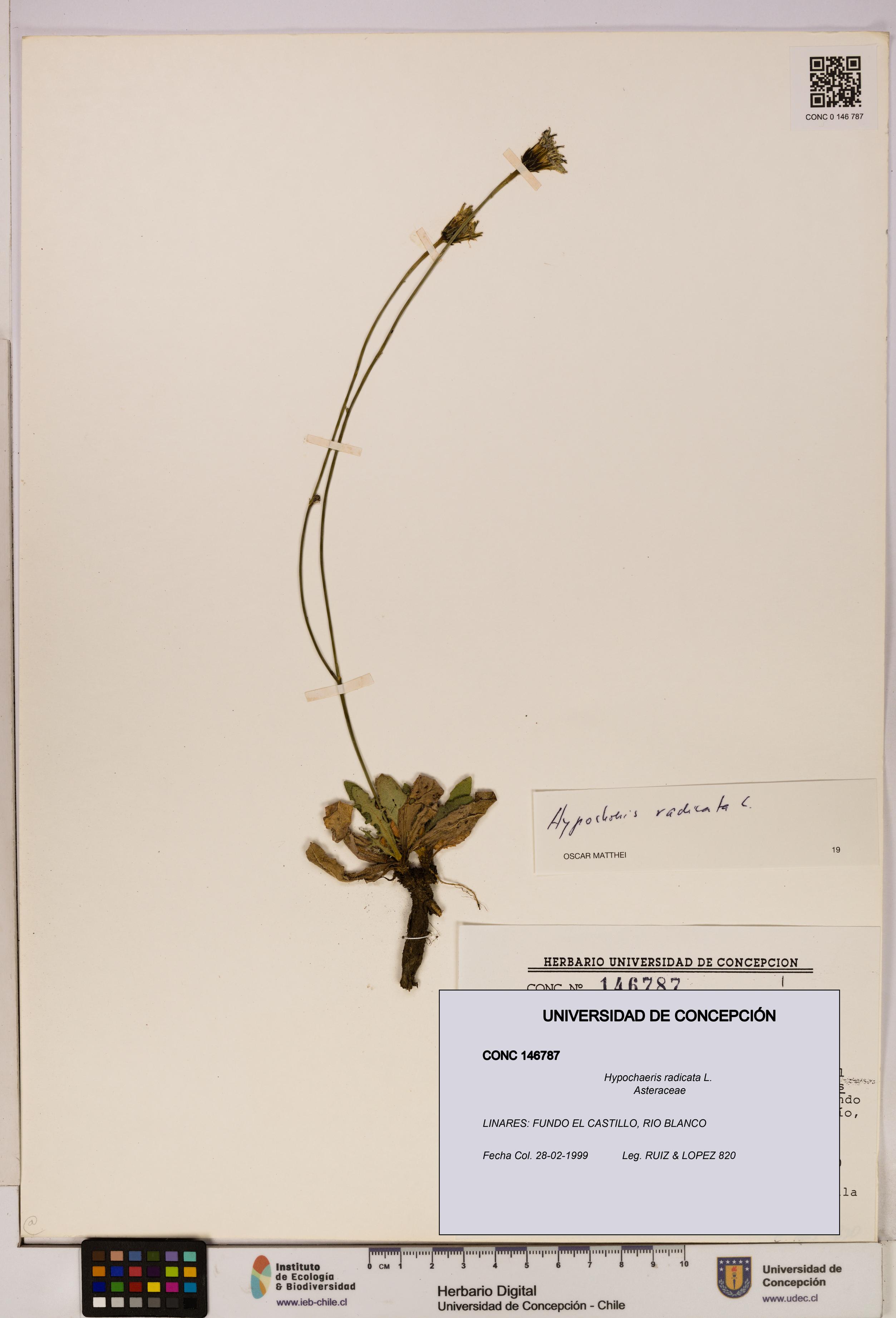 Hypochaeris radicata [Espécimen: UDEC:CONC:0146787]