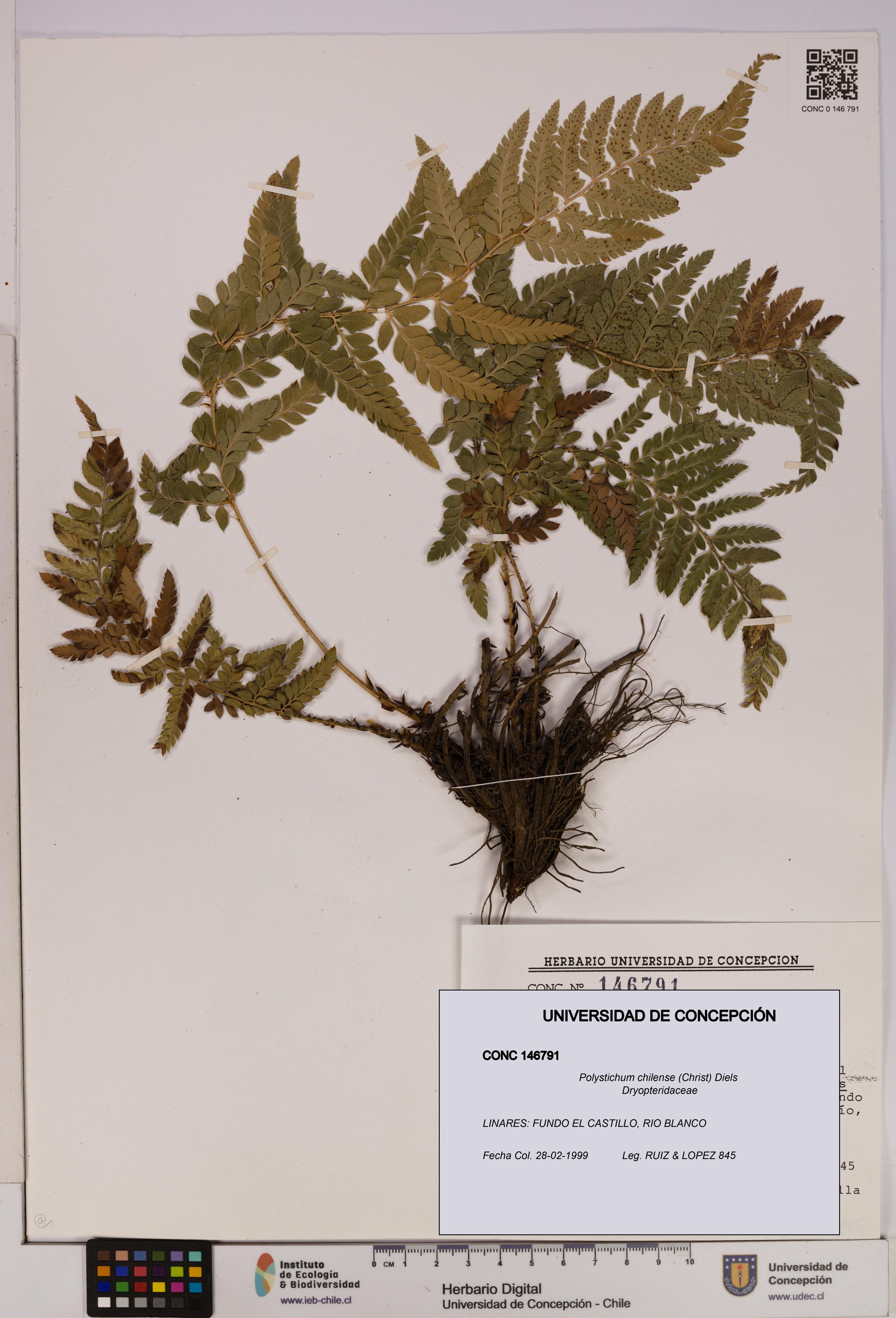 Polystichum chilense [Espécimen: UDEC:CONC:0146791]