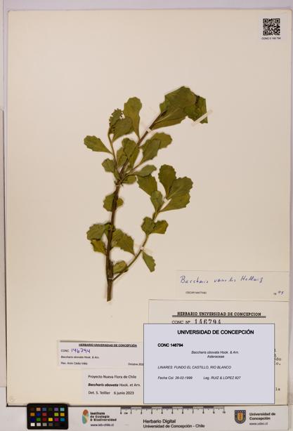 Baccharis obovata [Espécimen: UDEC:CONC:0146794]