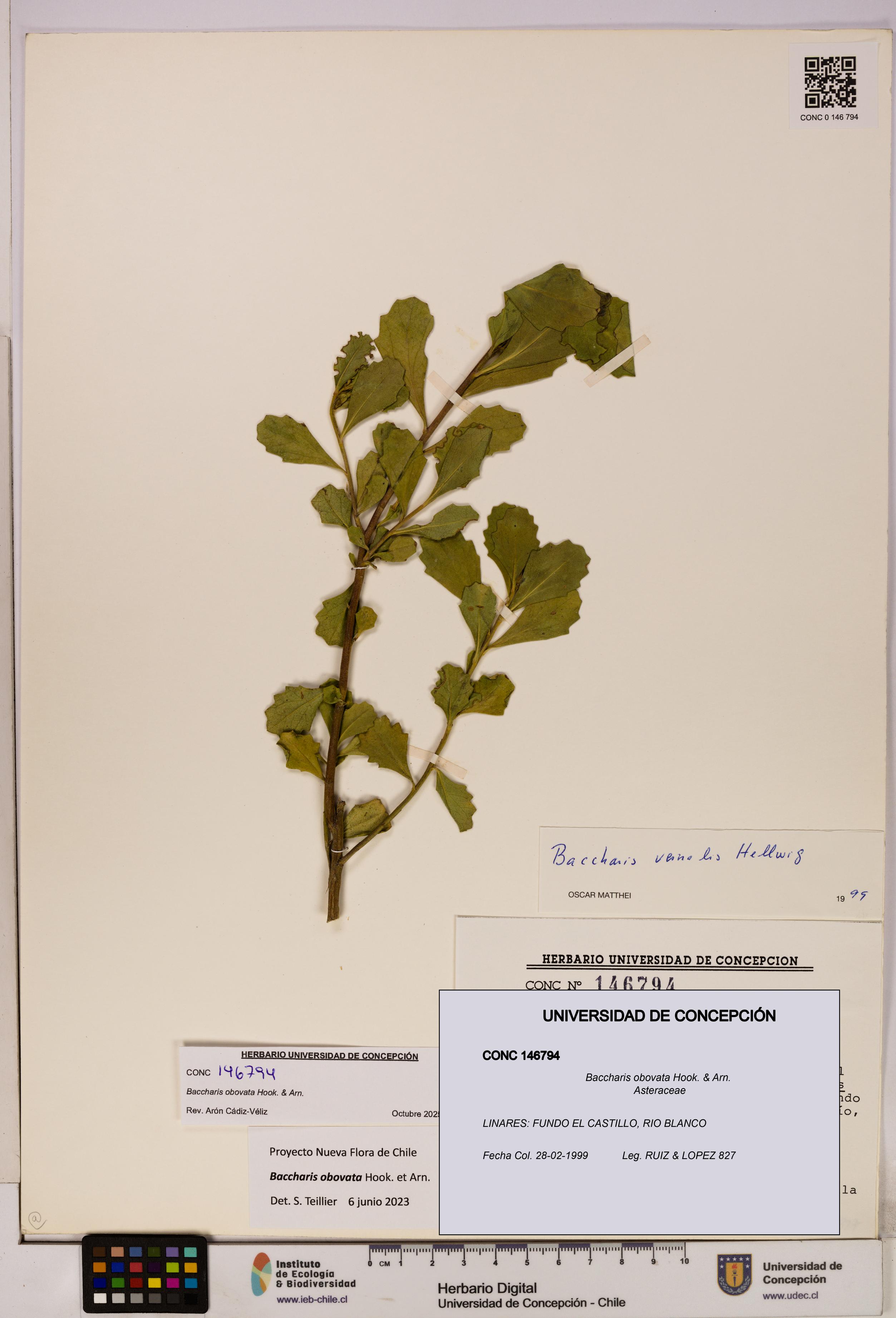 Baccharis obovata [Espécimen: UDEC:CONC:0146794]