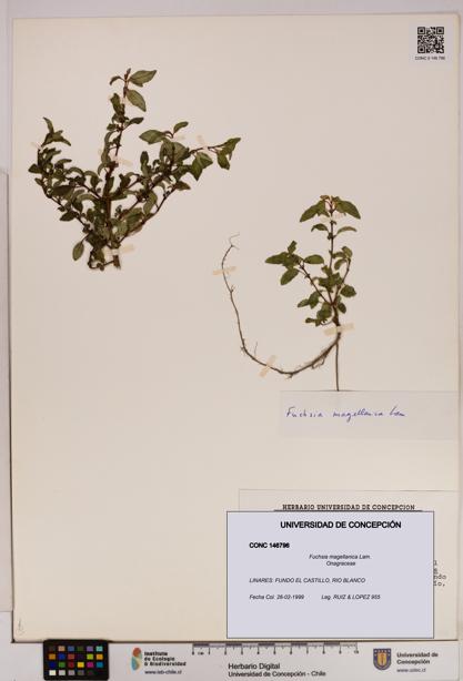Fuchsia magellanica [Espécimen: UDEC:CONC:0146796]